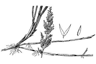 <i>Agrostis pallens</i> Trin. var. vaseyi H. St. John