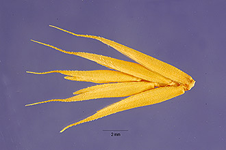 <i>Agropyron pectinatum</i> (M. Bieb.) P. Beauv.