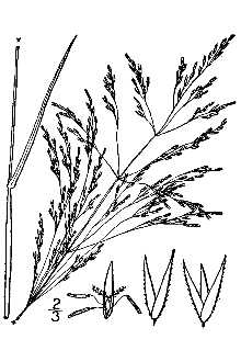 <i>Agrostis schweinitzii</i> Trin.