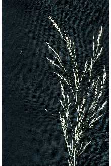 <i>Agrostis perennans</i> (Walter) Tuck. var. elata (Pursh) Hitchc.