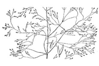 <i>Agrostis oreophila</i> Trin.