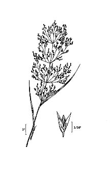 <i>Agrostis oreophila</i> Trin.