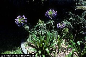 <i>Agapanthus praecox</i> Willd. ssp. orientalis (F.M. Leight.) F.M. Leight.