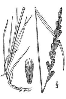 <i>Agropyron pseudorepens</i> Scribn. & J.G. Sm. var. sennii B. Boivin