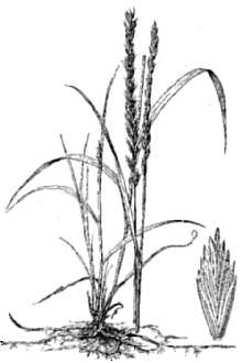 <i>Agropyron pycnanthum</i> (Godr.) Gren. & Godr.