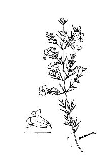 <i>Agalinis purpurea</i> (L.) Pennell var. carteri Pennell