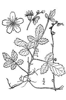 <i>Agrimonia platycarpa</i> Wallr.