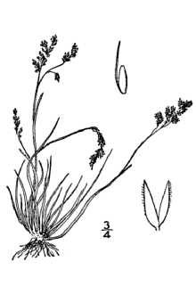 <i>Agrostis bakeri</i> Rydb.
