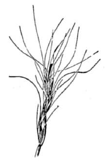 <i>×Agrositanion saxicola</i> (Scribn. & J.G. Sm.) Bowden