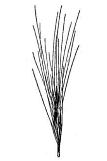 <i>Elymus saundersii</i> Vasey var. californicus Hoover