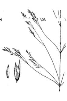 <i>Agrostis scabra</i> Willd. ssp. septentrionalis (Fernald) Á. Löve & D. Löve