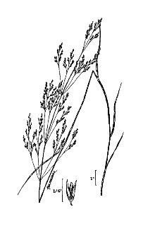 <i>Agrostis geminata</i> Trin.