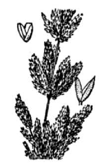 <i>Agrostis viridis</i> Gouan