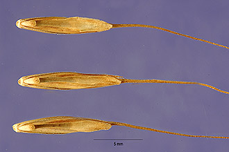 <i>Agropyron striatum</i> (Nees ex Steud.) Hook. f.