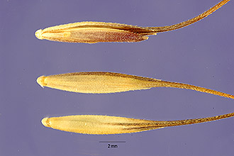 <i>Agropyron cristatum</i> (L.) Gaertn. ssp. fragile (Roth) Á. Löve