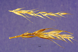<i>Agropyron fragile</i> (Roth) P. Candargy var. sibiricum (Willd.) Tzvelev