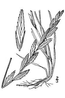 <i>Agropyron smithii</i> Rydb. var. molle (Scribn. & J.G. Sm.) M.E. Jones