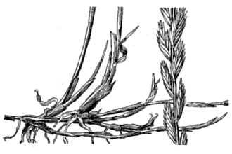 <i>Agropyron smithii</i> Rydb. var. palmeri (Scribn. & J.G. Sm.) A. Heller