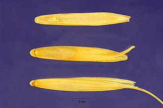 <i>Agropyron spicatum</i> Pursh var. pubescens Elmer