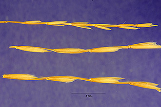 <i>Agropyron spicatum</i> Pursh var. pubescens Elmer
