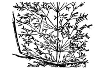 <i>Agrostis stolonifera</i> L. var. palustris (Huds.) Farw.