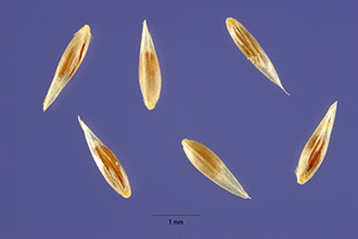 <i>Agrostis maritima</i> Lam.