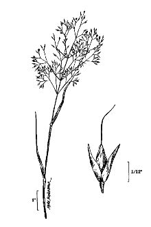 <i>Agrostis alba</i> L. var. palustris (Huds.) Pers.