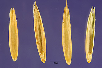 <i>Agropyron pauciflorum</i> (Schwein.) Hitchc. ex Silveus var. glaucum (Pease & A.H. Moore)