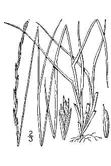 <i>Elymus trachycaulus</i> (Link) Gould ex Shinners ssp. novae-angliae (Scribn.) Tzvelev