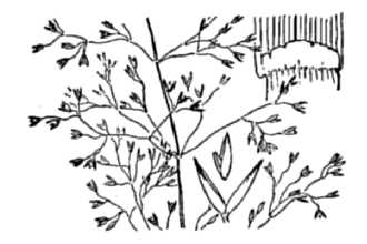 <i>Agrostis tenuis</i> Sibth. var. hispida (Willd.) Philipson