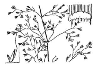 <i>Agrostis tenuis</i> Sibth. var. hispida (Willd.) Philipson