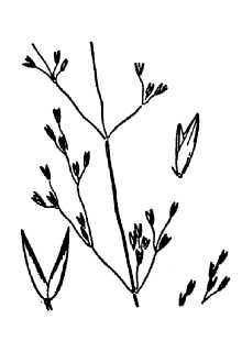 <i>Podagrostis thurberiana</i> (Hitchc.) Hultén