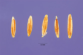 <i>Agrostis canina</i> L. var. arida Schltdl.