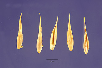 <i>Agropyron prostratum</i> (L. f.) P. Beauv.