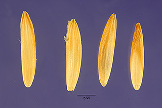 <i>Elymus hispidus</i> (Opiz) Melderis var. ruthenicus (Griseb.) Dorn