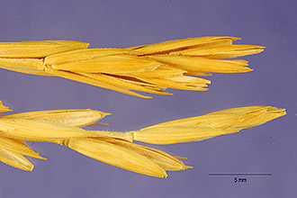 <i>Elymus hispidus</i> (Opiz) Melderis var. ruthenicus (Griseb.) Dorn