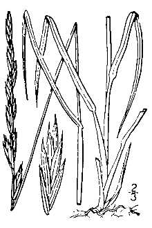 <i>Agropyron caninum</i> (L.) P. Beauv. ssp. majus (Vasey) C.L. Hitchc.