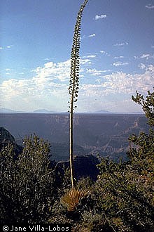 USDA Plants Database Plant Profile General