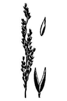 <i>Agrostis variabilis</i> auct. non Rydb.