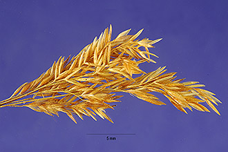 <i>Agrostis verticillata</i> Vill.