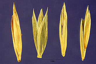 <i>Agropyron violaceum</i> (Hornem.) Lange var. alboviride (Hultén) Melderis