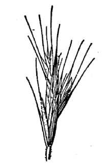 <i>Agropyron pseudorepens</i> Scribn. & J.G. Sm. var. vulpinum (Rydb.) B. Boivin
