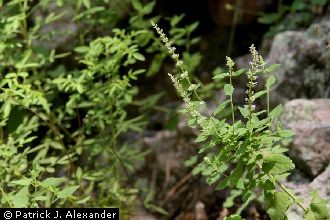 Sonoran Giant Hyssop