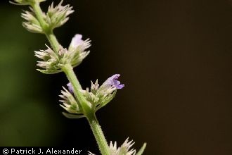 Sonoran Giant Hyssop