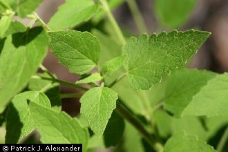 Sonoran Giant Hyssop