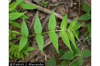 <i>Ailanthus glandulosa</i> Desf.