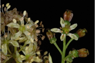 <i>Ailanthus glandulosa</i> Desf.