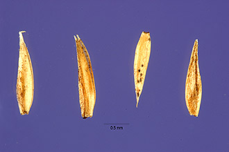 <i>Aira caryophyllea</i> L. var. capillaris (Host) Mutel