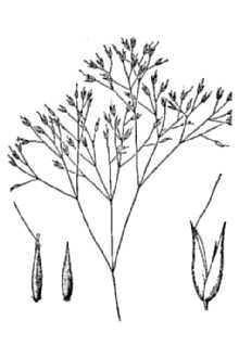 Annual Silver Hairgrass