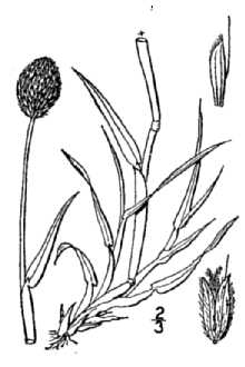 Alpine Meadow-foxtail